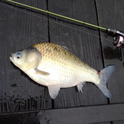 大安トラウトレイク 釣果